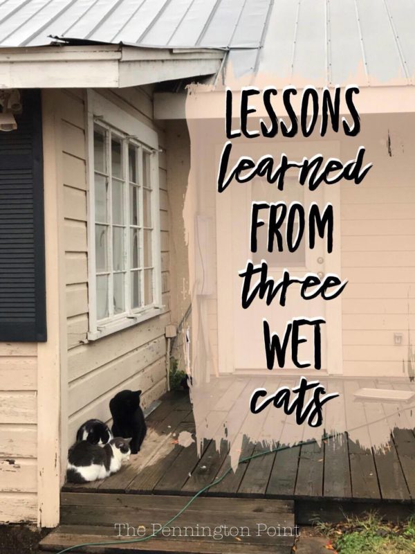 Life Lessons from Three Wet Cats